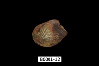 藏品(銀錦蛤)的圖片